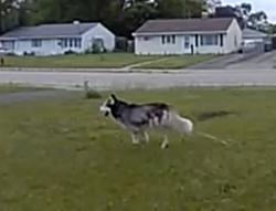 Found/Stray Male Dog last seen Notre Dame Ave, S Hammes Ave, Joliet, IL 60436