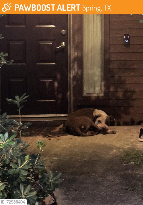 Found/Stray Unknown Dog last seen Balthasar St, Spring, TX 77373