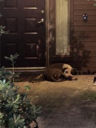 Found/Stray Unknown Dog last seen Balthasar St, Spring, TX 77373