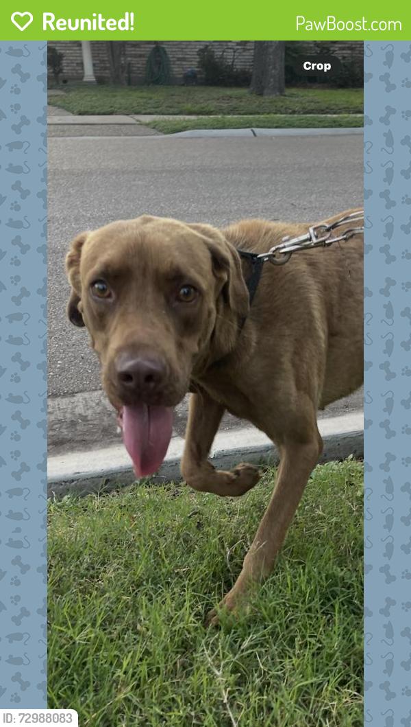Reunited Unknown Dog last seen Congressional Dr, Corpus Christi, TX 78413, USA, Corpus Christi, TX 78413