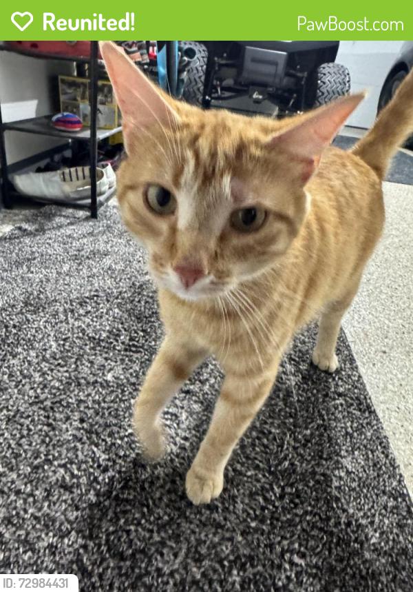 Reunited Male Cat last seen Sterns & Summerfield, Lambertville, MI 48144