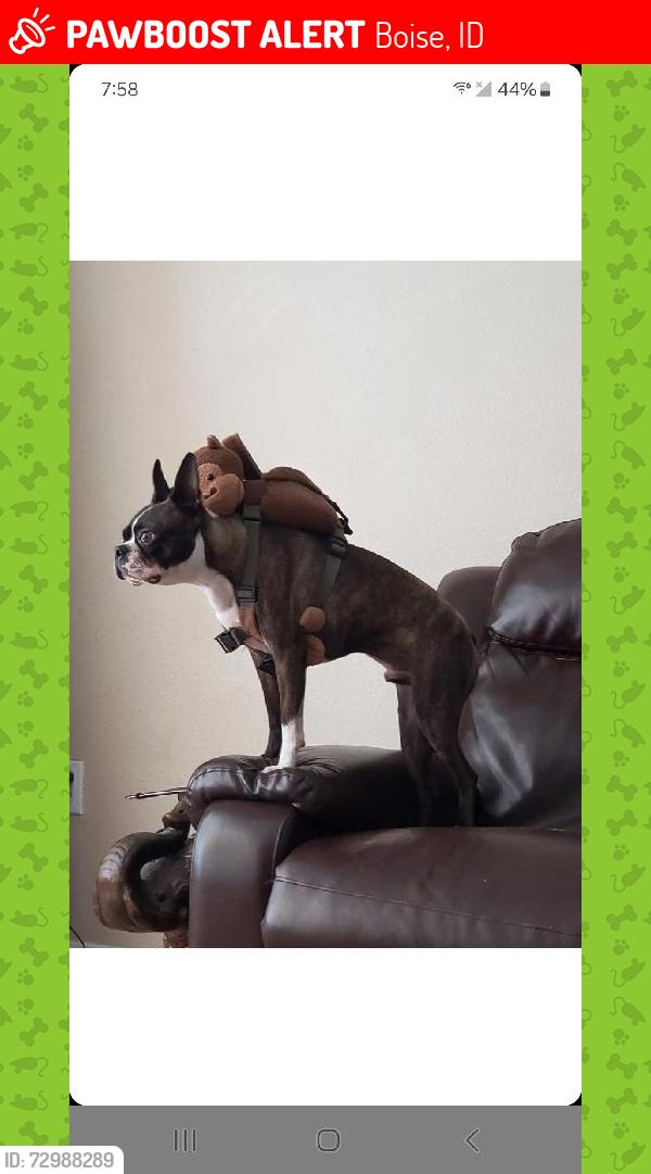 Lost Male Dog last seen Whitney school, Boise, ID 83705