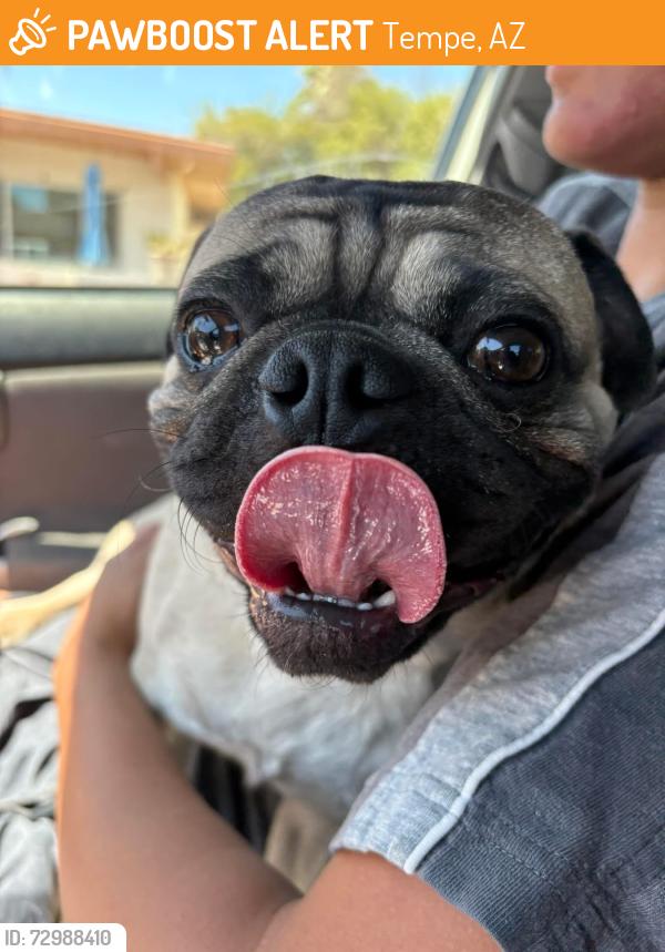 Found/Stray Male Dog last seen Loyola and Wesleyan, Tempe, AZ 85282
