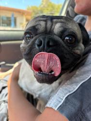 Found/Stray Male Dog last seen Loyola and Wesleyan, Tempe, AZ 85282