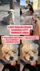 Lost Male Dog last seen By El Super Market , Los Angeles, CA 90033