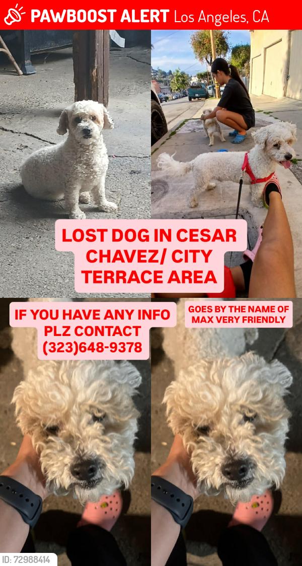 Lost Male Dog last seen By El Super Market , Los Angeles, CA 90033
