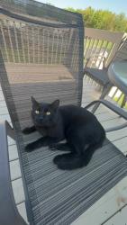 Lost Male Cat last seen Discovery elementary, Kentwood, MI 49508