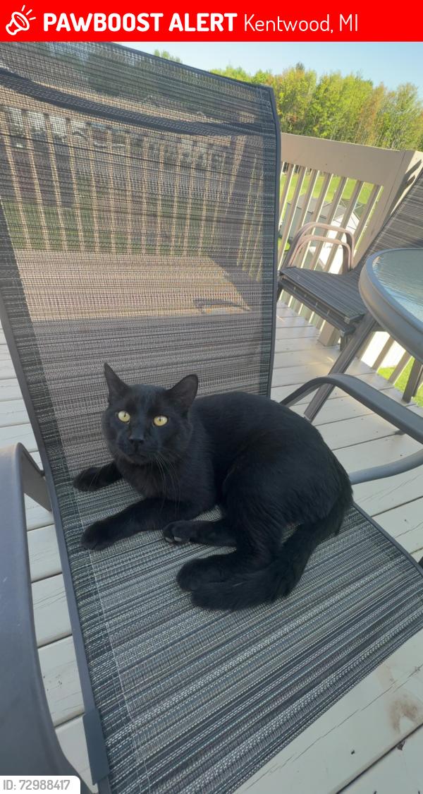 Lost Male Cat last seen Discovery elementary, Kentwood, MI 49508
