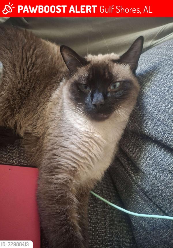 Lost Male Cat last seen Near Preston Way, Gulf Shores, AL 36542