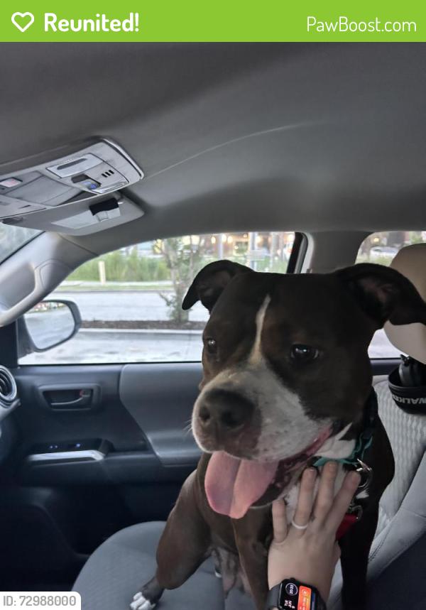 Reunited Female Dog last seen Gate Gas station , Pooler, GA 31322