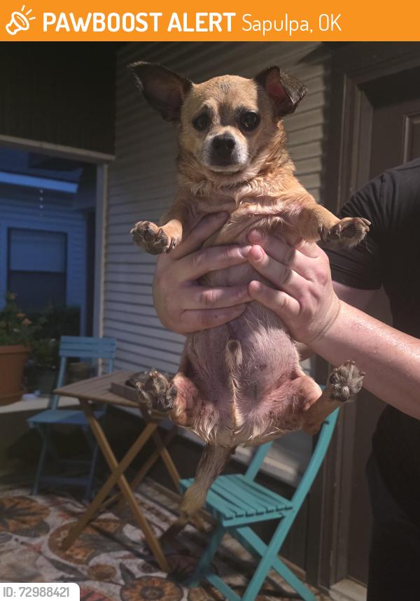 Found/Stray Male Dog last seen Lincoln and mounds, Sapulpa, OK 74066
