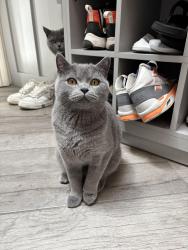 Lost Male Cat last seen Santa Cecelia and Santa Victoria, Solana Beach, CA 92075