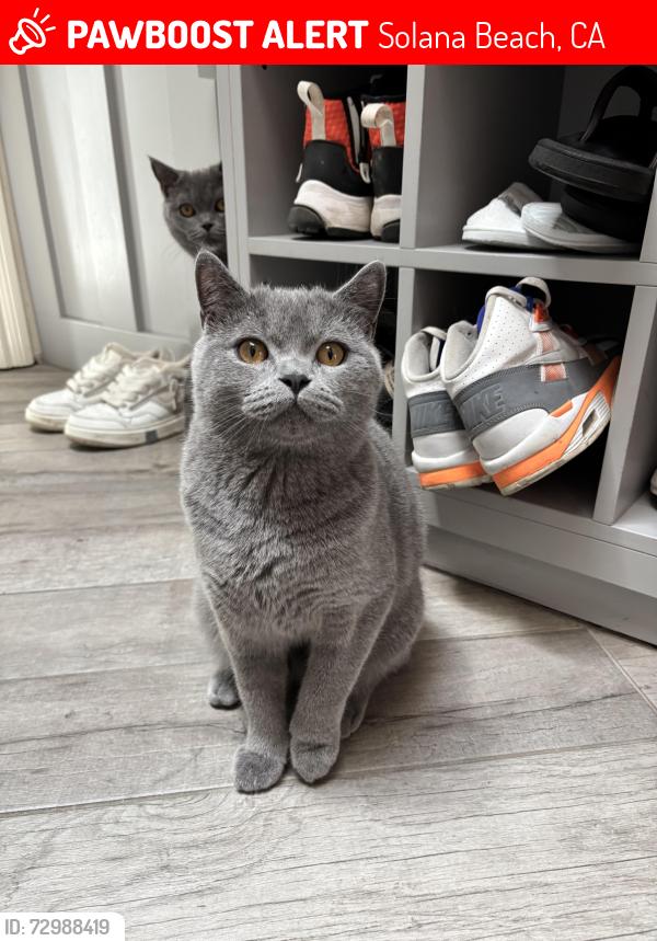 Lost Male Cat last seen Santa Cecelia and Santa Victoria, Solana Beach, CA 92075