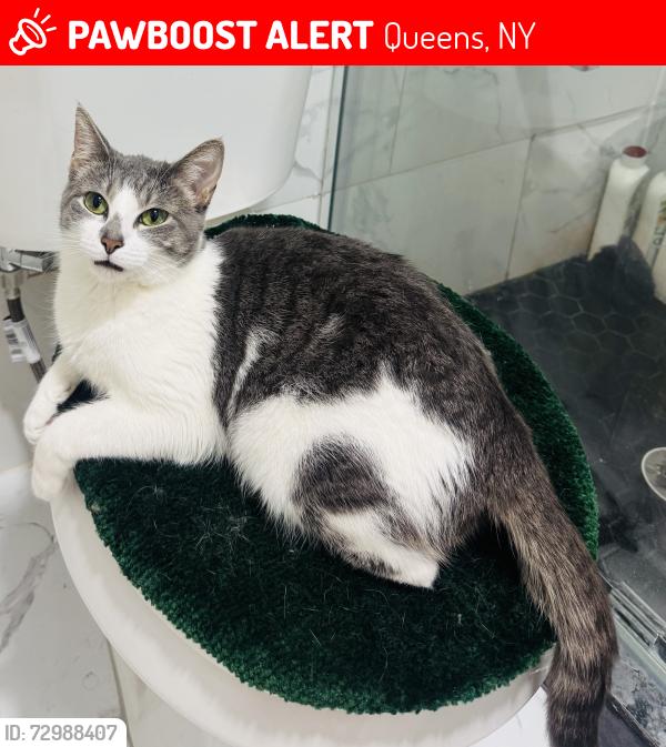 Lost Female Cat last seen She ran away to the forest of the apmt , Queens, NY 11692