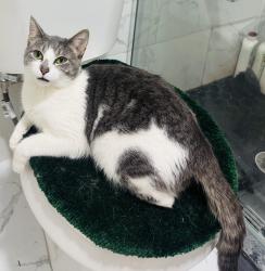 Lost Female Cat last seen She ran away to the forest of the apmt , Queens, NY 11692
