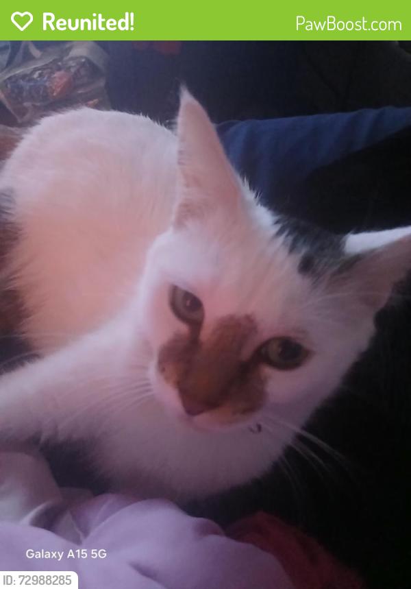 Reunited Female Cat last seen Benjamin Franklin Elementary, Meriden, CT 06451