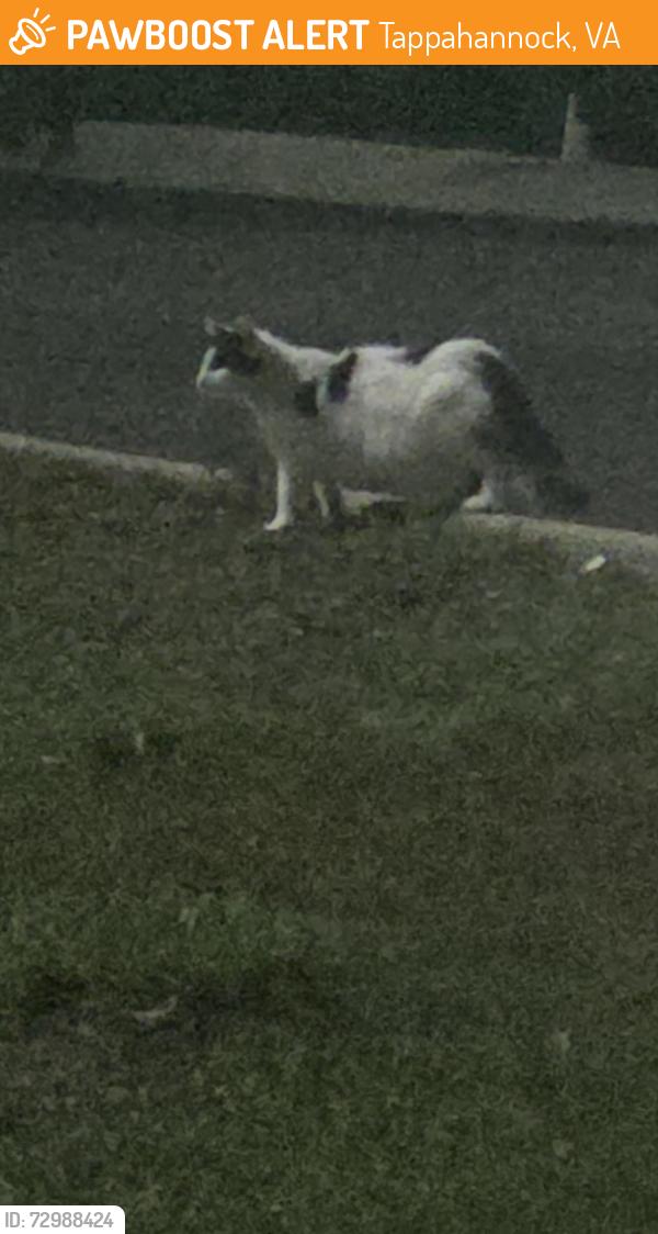 Found/Stray Unknown Cat last seen Near pizza Hut and Walmart, Tappahannock, VA 22560