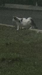 Found/Stray Unknown Cat last seen Near pizza Hut and Walmart, Tappahannock, VA 22560