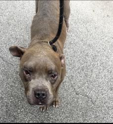 Found/Stray Unknown Dog last seen Gary Animal Control, Gary, IN 46402