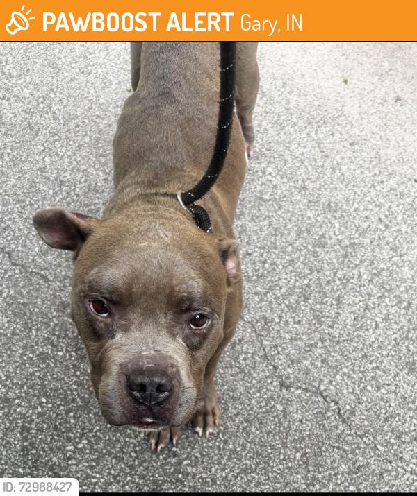 Found/Stray Unknown Dog last seen Gary Animal Control, Gary, IN 46402