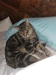 Reunited Male Cat last seen Cantrick school Maywood Ave, Monroe, MI 48162