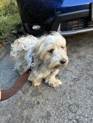 Reunited Male Dog last seen Burnett ave and Gardenside in Twin Peaks San Francisco, CA, San Francisco, CA 94131