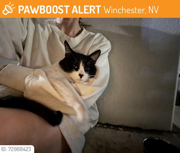 Found/Stray Male Cat last seen Paradise and Karen , Winchester, NV 89109