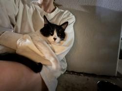Found/Stray Male Cat last seen Paradise and Karen , Winchester, NV 89109