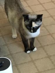 Lost Female Cat last seen Alamo Pintado Rd & Creekside, Solvang, CA 93463