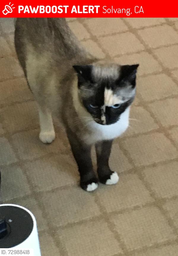 Lost Female Cat last seen Alamo Pintado Rd & Creekside, Solvang, CA 93463