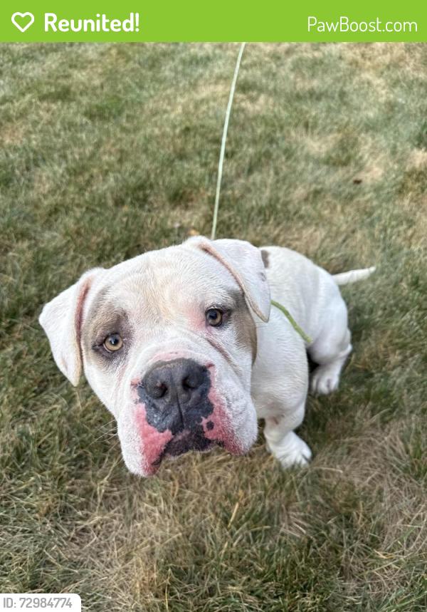 Reunited Male Dog last seen On capital towards Franklinton, Franklin County, NC 27525