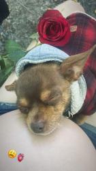 Lost Male Dog last seen Love land Church, Fontana, CA 92335