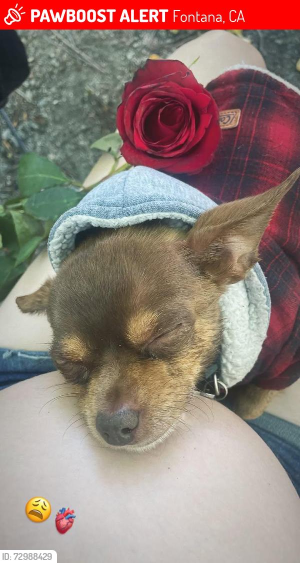 Lost Male Dog last seen Love land Church, Fontana, CA 92335