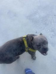 Found/Stray Female Dog last seen South Atlantic Dr and Greenleaf, Compton, CA 90221