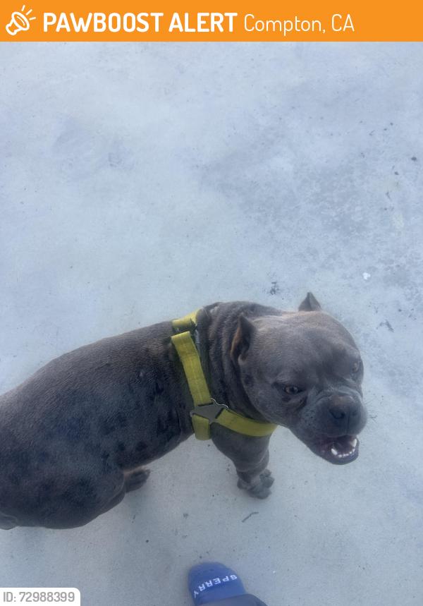 Found/Stray Female Dog last seen South Atlantic Dr and Greenleaf, Compton, CA 90221