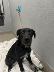Shelter Stray Male Dog last seen Near BLOCK DEAN MARTIN DR, LAS VEGAS NV 89139, 655 N Mojave Rd, Las Vegas, NV 89101, USA