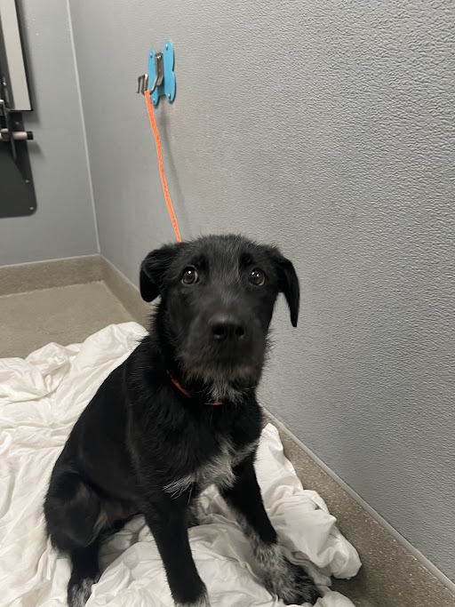 Shelter Stray Male Dog last seen Near BLOCK DEAN MARTIN DR, LAS VEGAS NV 89139, 655 N Mojave Rd, Las Vegas, NV 89101, USA