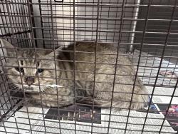 Shelter Stray Male Cat last seen , 3201 Lacy St, Los Angeles, CA 90031, USA