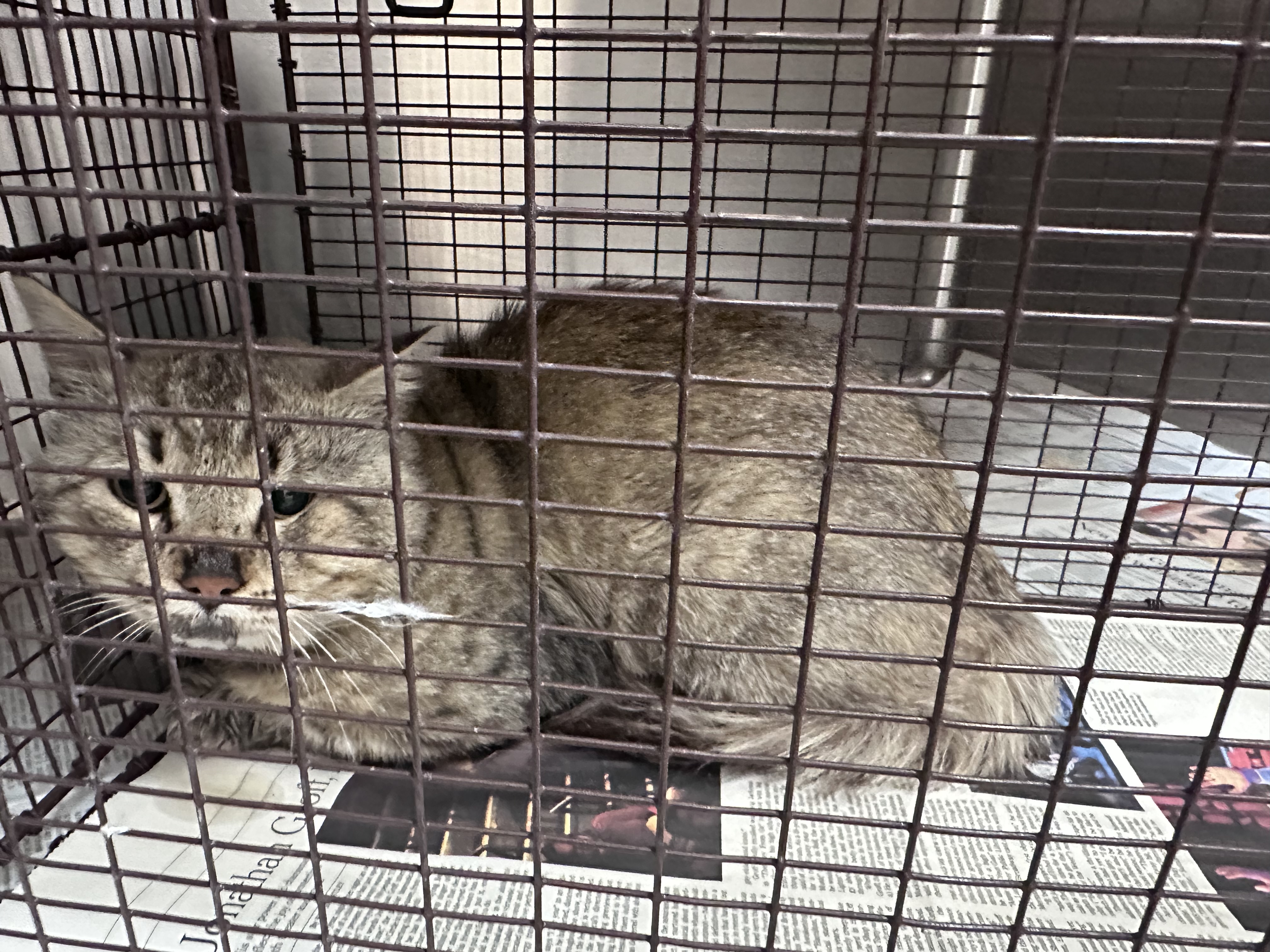 Shelter Stray Male Cat last seen , 3201 Lacy St, Los Angeles, CA 90031, USA