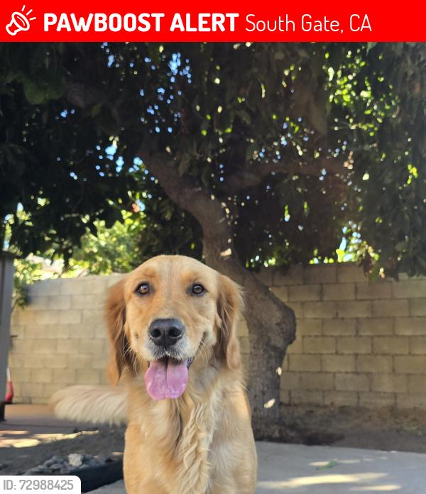 Lost Female Dog last seen Ohio and Stanford, South Gate, CA 90280