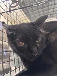 Shelter Stray Female Cat last seen Near BLOCK OF SOLTEROS ST, 655 N Mojave Rd, Las Vegas, NV 89101, USA