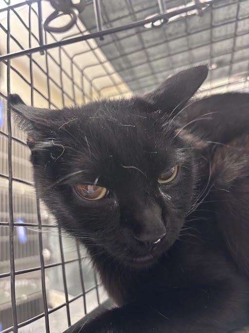 Shelter Stray Female Cat last seen Near BLOCK OF SOLTEROS ST, 655 N Mojave Rd, Las Vegas, NV 89101, USA