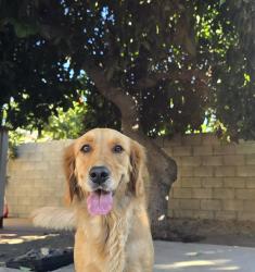 Lost Female Dog last seen Ohio and Stanford, South Gate, CA 90280