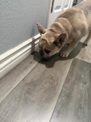 Reunited Female Dog last seen Lincoln , Riverside, CA 92506