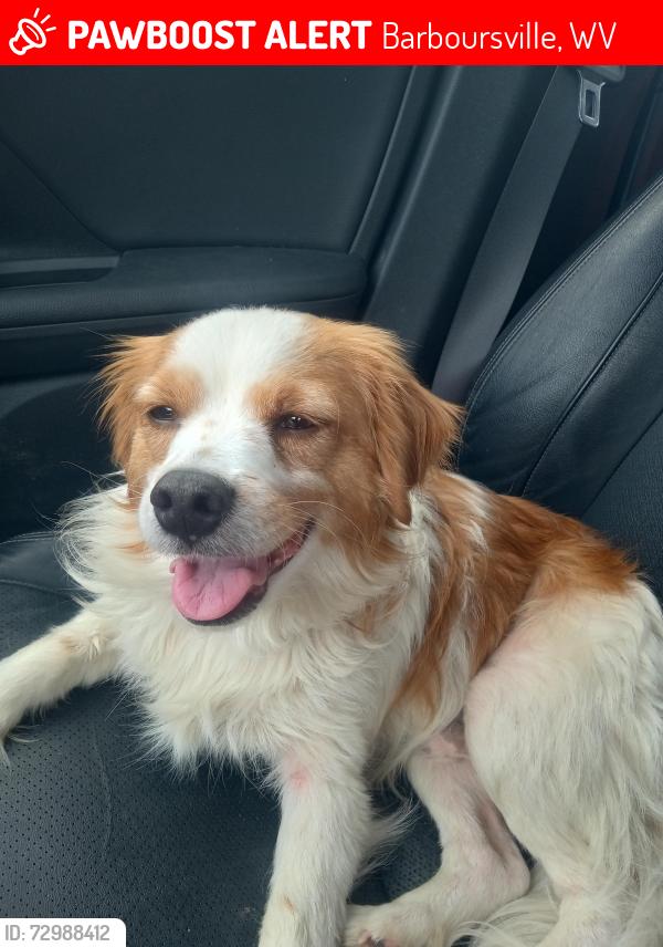 Lost Male Dog last seen Pullen Ct and River Rd  Barboursville WV 25503, Barboursville, WV 25504