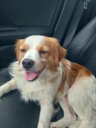 Lost Male Dog last seen Pullen Ct and River Rd  Barboursville WV 25503, Barboursville, WV 25504