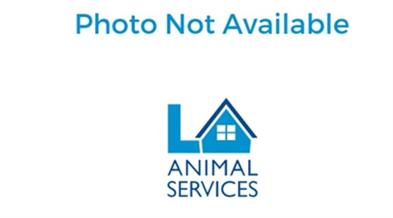 Shelter Stray Male Dog last seen , 957 N Gaffey St, San Pedro, CA 90731, USA