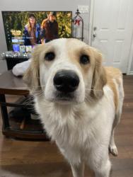 Reunited Female Dog last seen Oaklawn Elementary School , Fort Worth, TX 76119