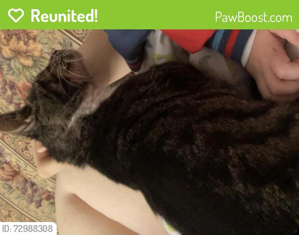 Reunited Male Cat last seen Near Barnhart rd, Westminster, MD 21158