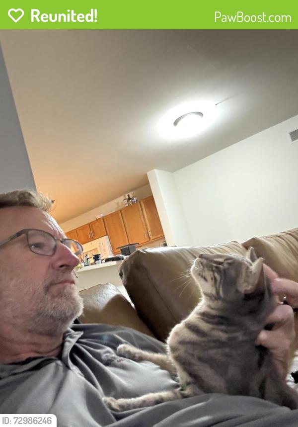 Reunited Female Cat last seen Blue ridge circle, Newark de, Newark, DE 19702